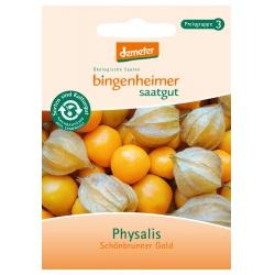 Physalis Schönbrunner Gold