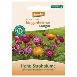 Hohe Strohblume