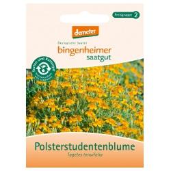 Polsterstudentenblume