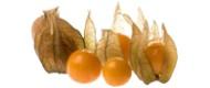 Physalis