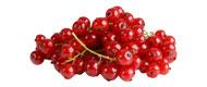 Johannisbeeren, rot